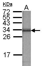 ATP6V1E2 Antibody - Western blot experiment using ATP6V1E2 Antibody  at 1:90000 dilution to detect 100ng of 34kDa recombinant ATP6V1E2 protein antigen.