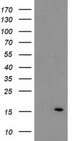 ATP6V1F Antibody - HEK293T cells were transfected with the pCMV6-ENTRY control (Left lane) or pCMV6-ENTRY ATP6V1F (Right lane) cDNA for 48 hrs and lysed. Equivalent amounts of cell lysates (5 ug per lane) were separated by SDS-PAGE and immunoblotted with anti-ATP6V1F.