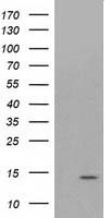 ATP6V1F Antibody - HEK293T cells were transfected with the pCMV6-ENTRY control (Left lane) or pCMV6-ENTRY ATP6V1F (Right lane) cDNA for 48 hrs and lysed. Equivalent amounts of cell lysates (5 ug per lane) were separated by SDS-PAGE and immunoblotted with anti-ATP6V1F.