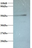 ATP6V1G1 / ATP6J Antibody - Western blot of V-type proton ATPase subunit G 1 antibody at 2 ug/ml + 293T whole cell lysate at 20 ug. Secondary: Goat polyclonal to Rabbit IgG at 1:15000 dilution. Predicted band size: 13 kDa. Observed band size: 50 kDa.  This image was taken for the unconjugated form of this product. Other forms have not been tested.