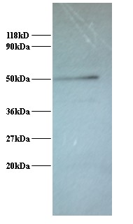 ATP6V1G1 / ATP6J Antibody - Western blot of V-type proton ATPase subunit G 1 Antibody at 2 ug/ml + 293T whole cell lysate at 20 ug. Secondary: Goat polyclonal to Rabbit IgG at 1:15000 dilution. Predicted band size: 13 kDa. Observed band size: 50 kDa. This image was taken for the unconjugated form of this product. Other forms have not been tested.