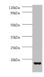 ATP6V1G1 / ATP6J Antibody - Western blot All lanes: V-type proton ATPase subunit G 1 antibody at 2µg/ml + 293T whole cell lysate Secondary Goat polyclonal to rabbit IgG at 1/15000 dilution Predicted band size: 13 kDa Observed band size: 13 kDa