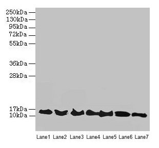ATP6V1G2 Antibody - Western blot All lanes: ATP6V1G2 antibody at 12µg/ml Lane 1: Rat heart tissue Lane 2: Mouse spleen tissue Lane 3: Hela whole cell lysate Lane 4: HepG2 whole cell lysate Lane 5: A549 whole cell lysate Lane 6: HT29 whole cell lysate Lane 7: K562 whole cell lysate Secondary Goat polyclonal to rabbit IgG at 1/10000 dilution Predicted band size: 14, 9 kDa Observed band size: 14, 36 kDa