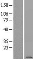 ATP6V1G2 Protein - Western validation with an anti-DDK antibody * L: Control HEK293 lysate R: Over-expression lysate