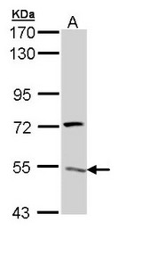 ATP6V1H Antibody - Sample (30 ug of whole cell lysate). A: Hela. 7.5% SDS PAGE. ATP6V1H antibody diluted at 1:1000.
