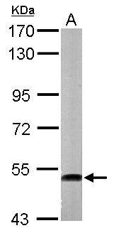 ATP6V1H Antibody - Sample (50 ug of whole cell lysate). A: Mouse brain. 7.5% SDS PAGE. ATP6V1H antibody diluted at 1:1000.