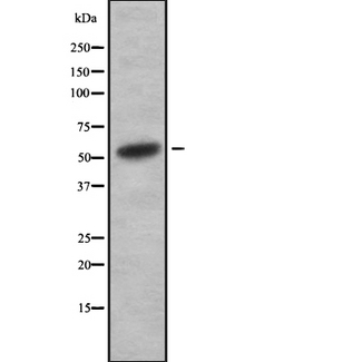 ATP6V1H Antibody - Western blot analysis of V-ATPase H using HuvEc whole cells lysates