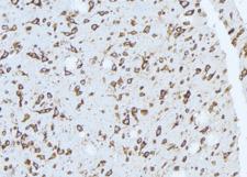 ATP6V1H Antibody - 1:100 staining mouse brain tissue by IHC-P. The sample was formaldehyde fixed and a heat mediated antigen retrieval step in citrate buffer was performed. The sample was then blocked and incubated with the antibody for 1.5 hours at 22°C. An HRP conjugated goat anti-rabbit antibody was used as the secondary.