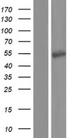 ATP6V1H Protein - Western validation with an anti-DDK antibody * L: Control HEK293 lysate R: Over-expression lysate