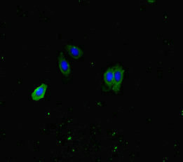 ATP8A1 Antibody - Immunofluorescent analysis of HepG2 cells diluted at 1:100 and Alexa Fluor 488-congugated AffiniPure Goat Anti-Rabbit IgG(H+L)