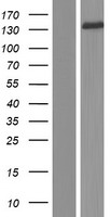 ATP8A1 Protein - Western validation with an anti-DDK antibody * L: Control HEK293 lysate R: Over-expression lysate
