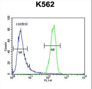 ATP8A2 Antibody - ATP8A2 Antibody flow cytometry of K562 cells (right histogram) compared to a negative control cell (left histogram). FITC-conjugated goat-anti-rabbit secondary antibodies were used for the analysis.