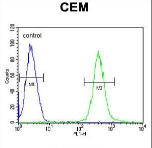 ATP8B2 Antibody - AT8B2 Antibody flow cytometry of CEM cells (right histogram) compared to a negative control cell (left histogram). FITC-conjugated goat-anti-rabbit secondary antibodies were used for the analysis.