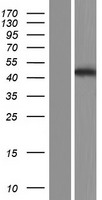 ATP8B2 Protein - Western validation with an anti-DDK antibody * L: Control HEK293 lysate R: Over-expression lysate