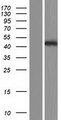 ATP8B2 Protein - Western validation with an anti-DDK antibody * L: Control HEK293 lysate R: Over-expression lysate