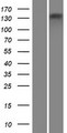 ATP8B4 Protein - Western validation with an anti-DDK antibody * L: Control HEK293 lysate R: Over-expression lysate