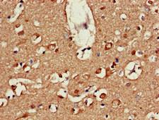 ATP9A Antibody - Immunohistochemistry of paraffin-embedded human brain tissue at dilution of 1:100