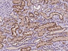 ATPAF2 Antibody - Immunochemical staining of human ATPAF2 in human kidney with rabbit polyclonal antibody at 1:100 dilution, formalin-fixed paraffin embedded sections.