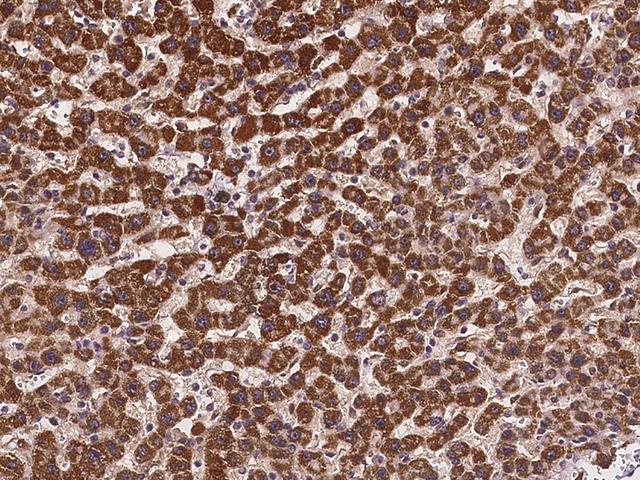 ATPAF2 Antibody - Immunochemical staining of human ATPAF2 in human liver with rabbit polyclonal antibody at 1:100 dilution, formalin-fixed paraffin embedded sections.