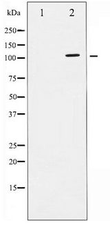ATPase Antibody - Western blot of ATPase phosphorylation expression in PMA treated 293 whole cell lysates,The lane on the left is treated with the antigen-specific peptide.
