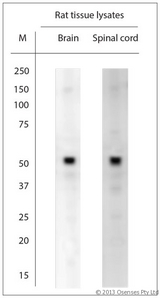 ATPASE6 / ATP6 Antibody - Rabbit antibody to MT-ATP6 (100-150). Blocking: 1% LFDM for 30 min at RT; primary antibody: dilution 1:2000 incubated at 4C overnight.