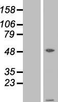 ATPIF1 / ATPI Protein - Western validation with an anti-DDK antibody * L: Control HEK293 lysate R: Over-expression lysate