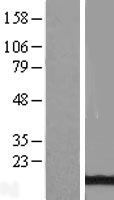 ATPIF1 / ATPI Protein - Western validation with an anti-DDK antibody * L: Control HEK293 lysate R: Over-expression lysate