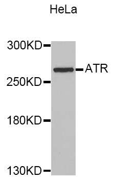 ATR Antibody - Western blot of extracts of HeLa cell line, using ATR antibody.