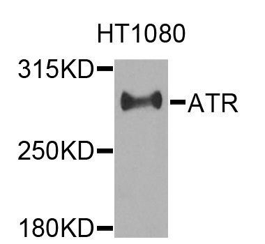 ATR Antibody - Western blot analysis of extracts of HT1080 cells.