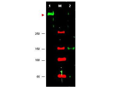 ATR Antibody - Anti-ATR Antibody - Western Blot. Western blot of anti-ATR antibody shows detection of ATR in HeLa cell nuclear extract (lane 1). Lane 2 shows negligible staining after pre-incubation of antibody with the immunizing peptide (50 ug peptide for 1 h at room temperature followed by centrifugation). A 4-8% gradient gel was used for separation. Goat serum was used at 5% for blocking. The arrowhead corresponds to 301 kD ATR when compared to MW markers (Lane M). The primary antibody was used at a 1:1400 dilution.