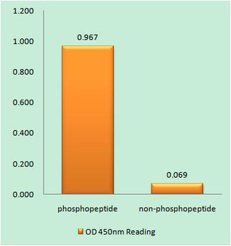 ATR Antibody - The absorbance readings at 450 nM are shown in the ELISA figure.