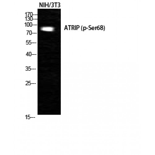 ATRIP Antibody - Western blot of Phospho-ATRIP (S68) antibody
