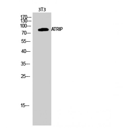 ATRIP Antibody - Western blot of ATRIP antibody