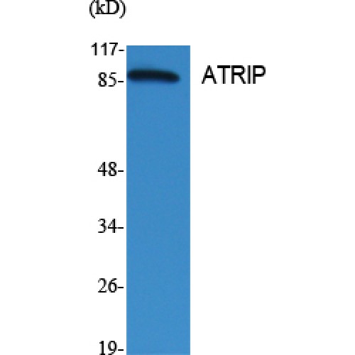 ATRIP Antibody - Western blot of ATRIP antibody