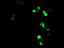 ATRIP Antibody - Anti-ATRIP mouse monoclonal antibody immunofluorescent staining of COS7 cells transiently transfected by pCMV6-ENTRY ATRIP.