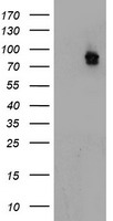 ATRIP Antibody - HEK293T cells were transfected with the pCMV6-ENTRY control (Left lane) or pCMV6-ENTRY ATRIP (Right lane) cDNA for 48 hrs and lysed. Equivalent amounts of cell lysates (5 ug per lane) were separated by SDS-PAGE and immunoblotted with anti-ATRIP.