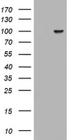 ATRIP Antibody - HEK293T cells were transfected with the pCMV6-ENTRY control (Left lane) or pCMV6-ENTRY ATRIP (Right lane) cDNA for 48 hrs and lysed. Equivalent amounts of cell lysates (5 ug per lane) were separated by SDS-PAGE and immunoblotted with anti-ATRIP.