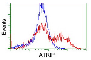 ATRIP Antibody - HEK293T cells transfected with either overexpress plasmid (Red) or empty vector control plasmid (Blue) were immunostained by anti-ATRIP antibody, and then analyzed by flow cytometry.