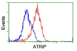 ATRIP Antibody - Flow cytometry of HeLa cells, using anti-ATRIP antibody (Red), compared to a nonspecific negative control antibody (Blue).