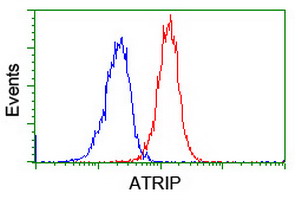 ATRIP Antibody - Flow cytometry of Jurkat cells, using anti-ATRIP antibody (Red), compared to a nonspecific negative control antibody (Blue).