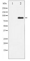 ATRIP Antibody - Western blot of ATRIP expression in NIH-3T3 whole cell lysates,The lane on the left is treated with the antigen-specific peptide.