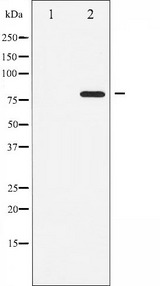 ATRIP Antibody - Western blot analysis of ATRIP phosphorylation expression in NIH-3T3 whole cells lysates. The lane on the left is treated with the antigen-specific peptide.