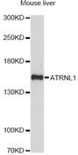 ATRNL1 Antibody - Western blot analysis of extracts of mouse liver, using ATRNL1 antibody at 1:1000 dilution. The secondary antibody used was an HRP Goat Anti-Rabbit IgG (H+L) at 1:10000 dilution. Lysates were loaded 25ug per lane and 3% nonfat dry milk in TBST was used for blocking. An ECL Kit was used for detection and the exposure time was 90s.