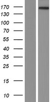 ATRNL1 Protein - Western validation with an anti-DDK antibody * L: Control HEK293 lysate R: Over-expression lysate