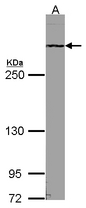 ATRX Antibody - Sample (30 ug of whole cell lysate). A: NIH-3T3. 5% SDS PAGE. RAD54 / ATRX antibody diluted at 1:1000.