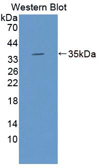 ATXN1 / SCA1 Antibody - Western Blot; Sample: Recombinant protein.