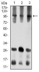 ATXN1 / SCA1 Antibody - Western blot analysis using ATXN1 mouse mAb against COS7 (1), NIH/3T3 (2), and HL-60 (3) cell lysate.