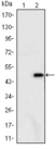 ATXN1 / SCA1 Antibody - Western blot using ATXN1 monoclonal antibody against HEK293 (1) and ATXN1(AA: 645-815)-hIgGFc transfected HEK293 (2) cell lysate.