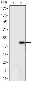 ATXN1 / SCA1 Antibody - Ataxin 1 Antibody in Western Blot (WB)