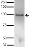 ATXN1 / SCA1 Antibody - Detection of Ataxin-1 in COS-1 cells transfected with Ataxin-1 with Ataxin-1 Monoclonal Antibody at 5ug/ml.